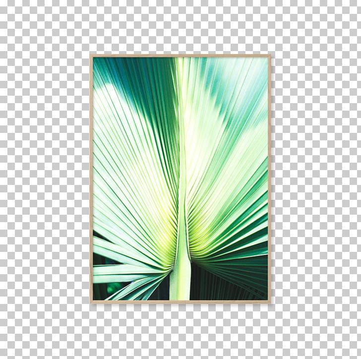 Photography Light Poster PNG, Clipart, Art, Botany, Centimeter, Color, Fineart Photography Free PNG Download