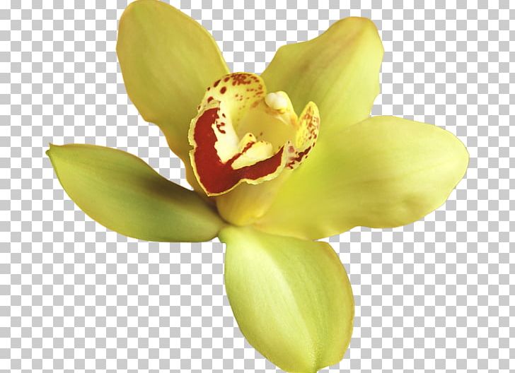 Popular Orchids Flower PNG, Clipart, Bud, Desktop Wallpaper, Flower, Flowering Plant, Lilium Free PNG Download