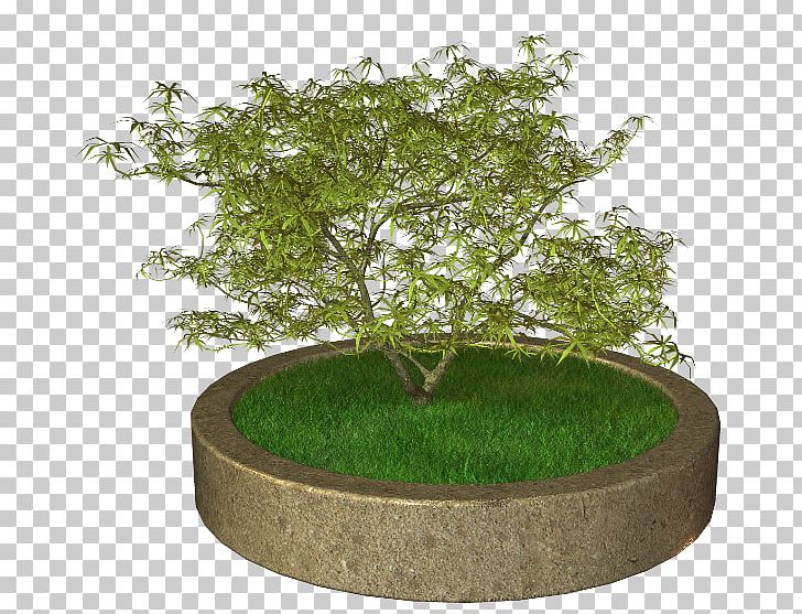 Sageretia Theezans Flowerpot Ornamental Plant Tree PNG, Clipart, Bonsai, Flower, Flowerpot, Grass, Houseplant Free PNG Download