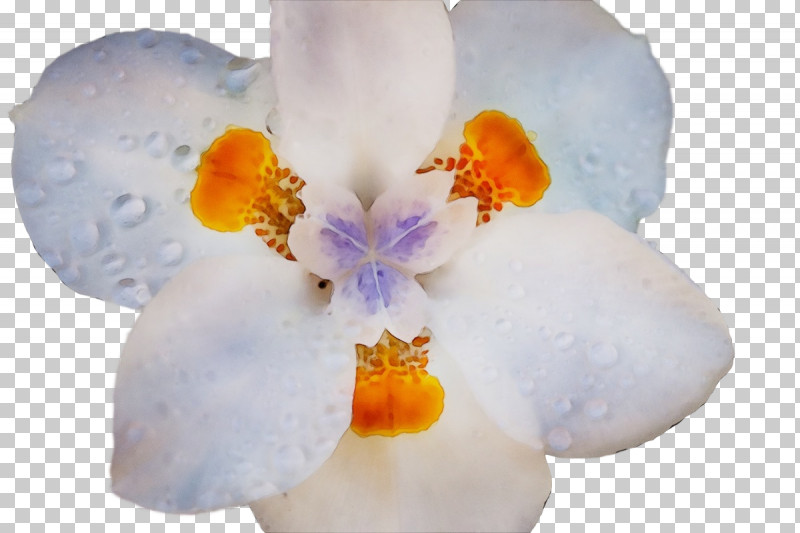Flower Moth Orchids Petal Spring Orchids PNG, Clipart, Biology, Flower, Moth Orchids, Orchids, Paint Free PNG Download