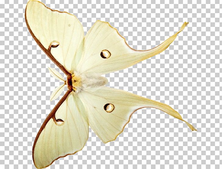 Bombycidae Butterflies And Moths Blog PNG, Clipart, Arthropod, Brush Footed Butterfly, Butterfly, Com, Diary Free PNG Download