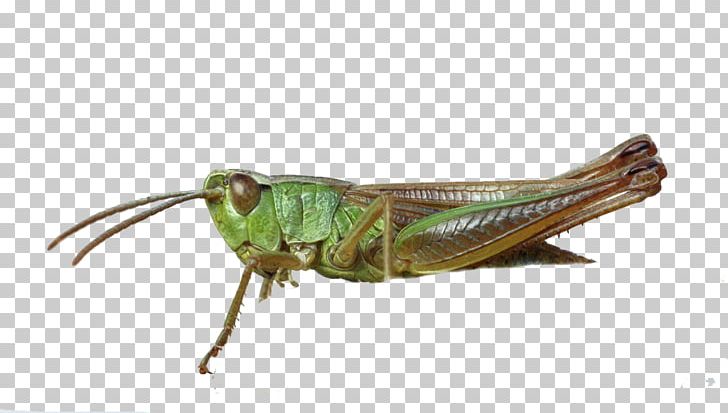 Grasshopper Locust Insect PNG, Clipart, Adobe Illustrator, Animal, Arthropod, Caelifera, Cricket Free PNG Download