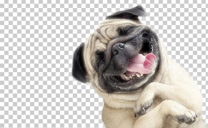 Pug Puppy Pet German Pinscher Kennel PNG, Clipart, Animal, Animals, Carnivoran, Cat, Companion Dog Free PNG Download