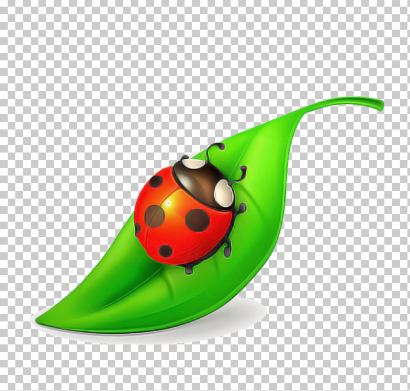 Ladybug PNG, Clipart, Beetle, Insect, Ladybug, Plant Free PNG Download