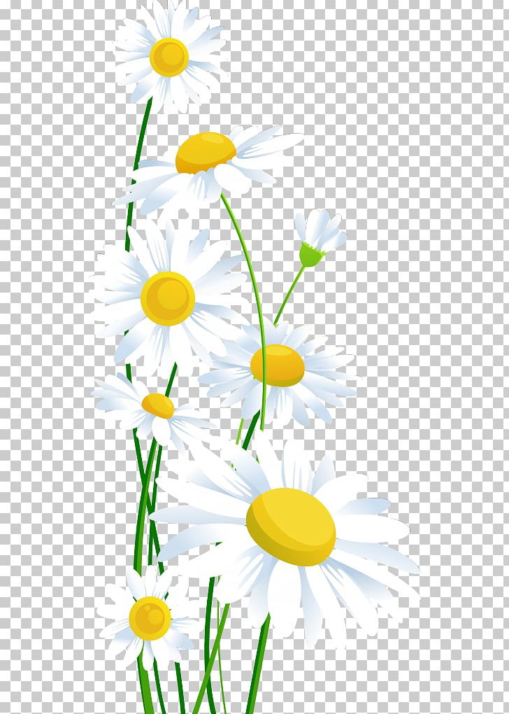 Common Daisy PNG, Clipart, Artwork, Branch, Chamaemelum Nobile, Chamomile, Common Free PNG Download