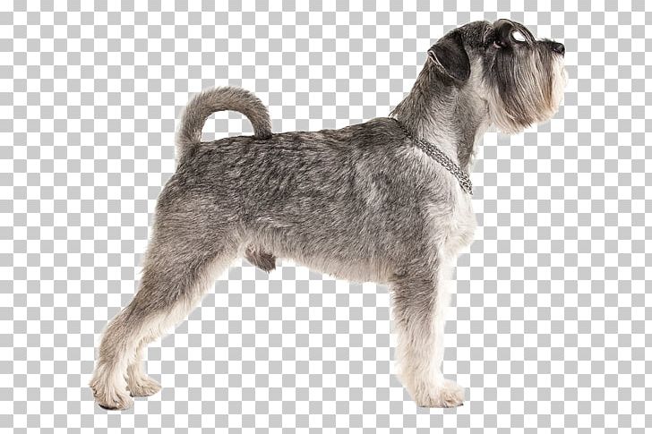 Miniature Schnauzer Standard Schnauzer Lakeland Terrier Schnoodle Cesky Terrier PNG, Clipart, Animal, Breed, Carnivoran, Cesky Terrier, Companion Dog Free PNG Download