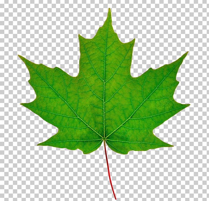 Sugar Maple Silver Maple Maple Leaf Red Maple PNG, Clipart, Aceraceae, Boxelder Maple, Csr, Leaf, Maple Free PNG Download