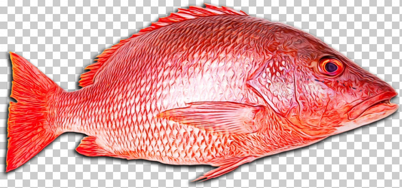 Northern Red Snapper Snappers Fish Products Fish Tilapia PNG, Clipart, Barramundi, Batoids, Fish, Fish Fillet, Fish Products Free PNG Download