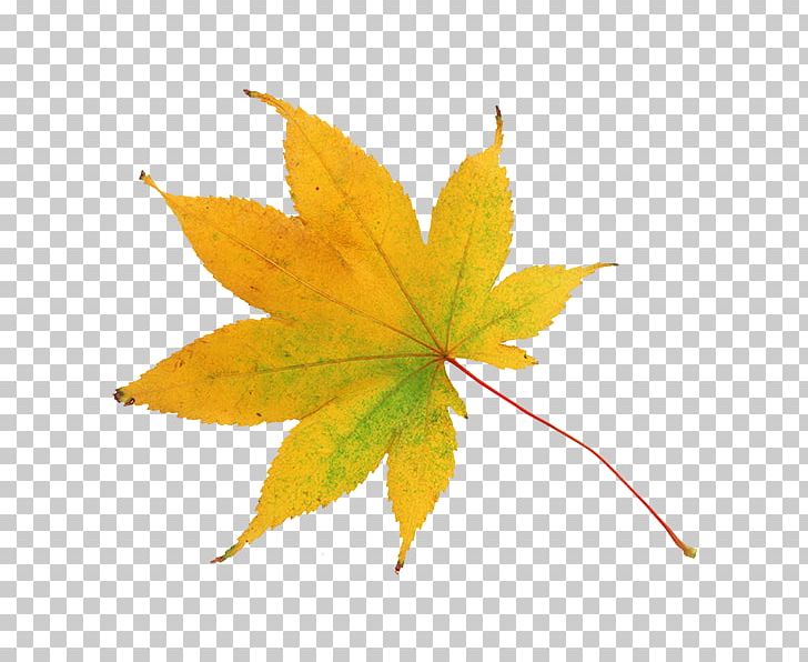 Maple Leaf Hakodate Driving School Autumn Photography PNG, Clipart, Autumn, Color, Leaf, Leonid Afremov, Maple Free PNG Download
