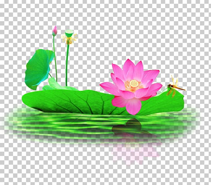Nelumbo Nucifera Pond PNG, Clipart, Aquatic Plant, Chinoiserie, Dragonfly, Floral Design, Flower Free PNG Download