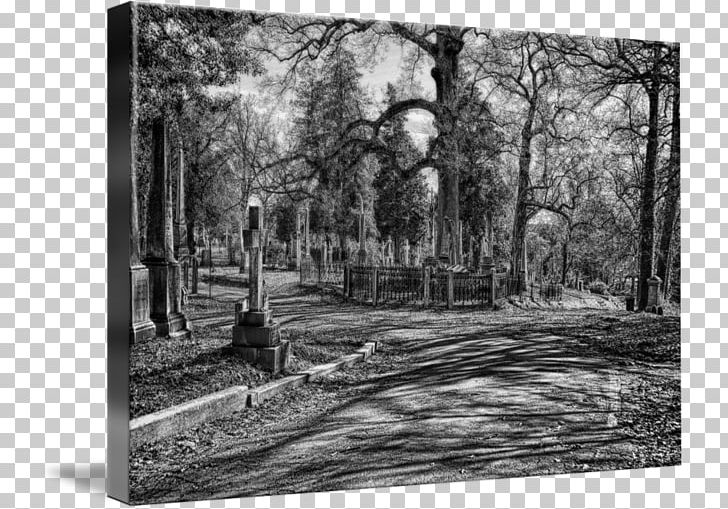 Woodland Painting Photography Frames State Park PNG, Clipart, Art, Artwork, Black And White, Forest, Grove Free PNG Download