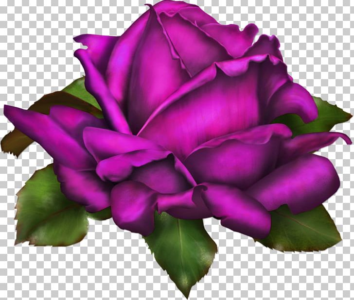 Rose Drawing Flower PNG, Clipart, Clip Art, Color, Cut Flowers, Desktop Wallpaper, Drawing Free PNG Download
