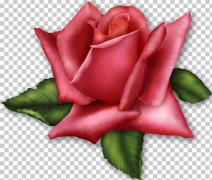 Rose Flower Pink PNG, Clipart, Cut Flowers, Desktop Wallpaper, Flower, Flower Bouquet, Flowering Plant Free PNG Download