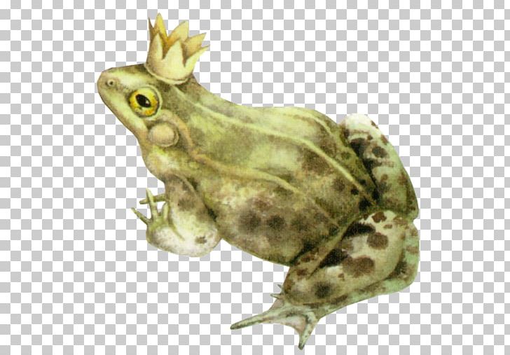 The Frog Prince Amphibian American Bullfrog Toad PNG, Clipart, Amphibian, Amphibians, Animal, Animals, Bullfrog Free PNG Download