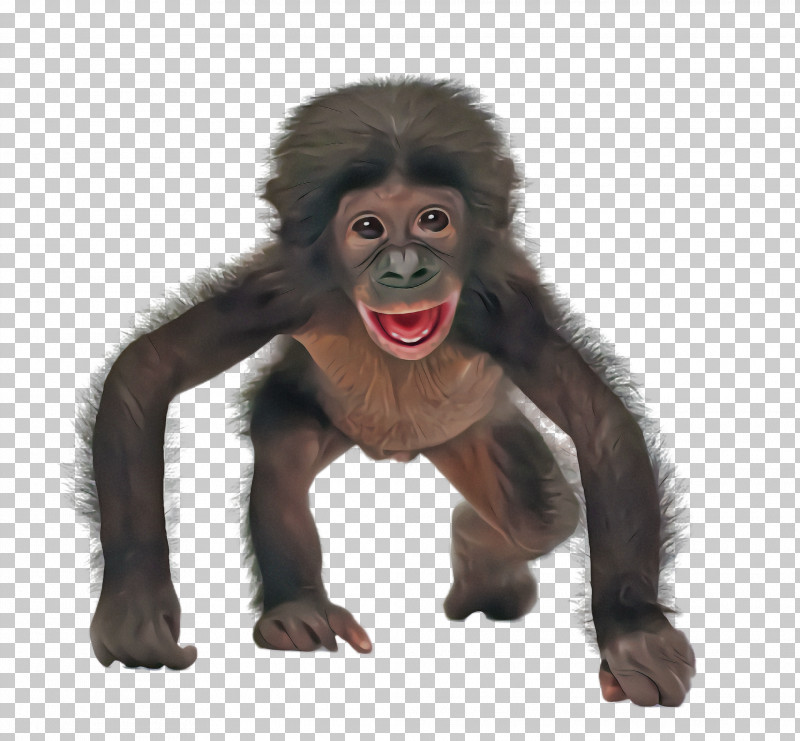 Old World Monkey Mouth New World Monkey Common Chimpanzee Laugh PNG, Clipart, Common Chimpanzee, Laugh, Mouth, New World Monkey, Old World Monkey Free PNG Download