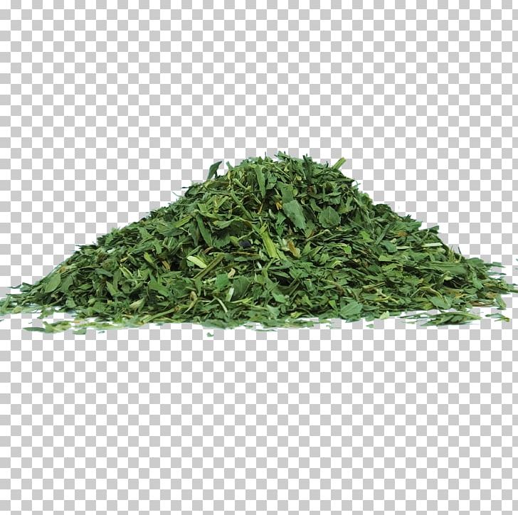 Alfalfa Sprouting Herb Food Nutrition PNG, Clipart, Alfalfa, Aonori, Biluochun, Food, Food Drinks Free PNG Download