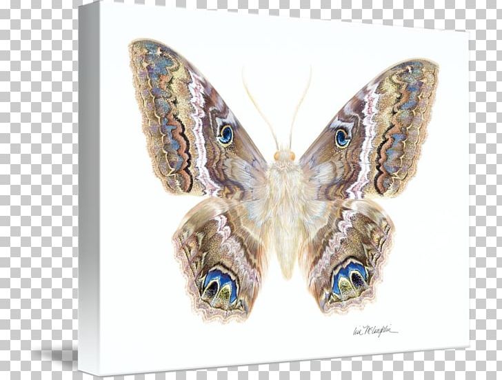 Butterfly Black Witch Moth Animal Black Panther Film PNG, Clipart, Animal, Blackberry, Blackish, Black Panther, Butterflies And Moths Free PNG Download
