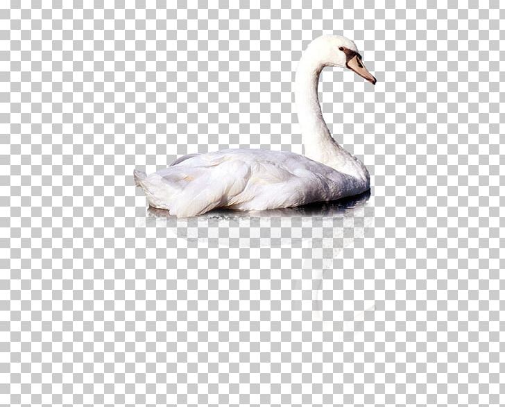 Cygnini Duck Computer File PNG, Clipart, Animals, Beak, Bird, Black Swan, Cartoon Swan Free PNG Download