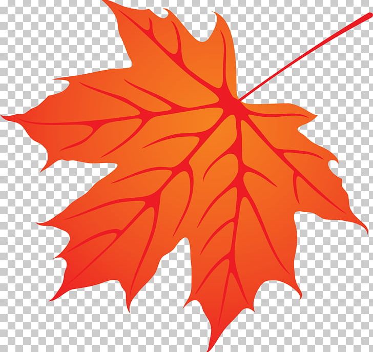 Maple Leaf Tree Woody Plant PNG, Clipart, Flower, Flowering Plant, Leaf, Leaves, Line Free PNG Download