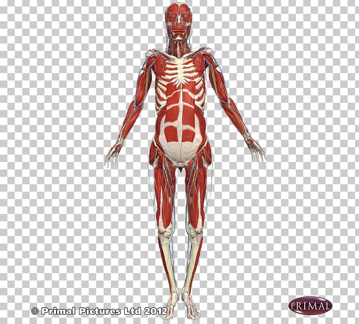 Shoulder Intercostal Muscle Arm Subscapularis Muscle PNG, Clipart, Anatomy, Arm, Artery, Axilla, Axillary Artery Free PNG Download