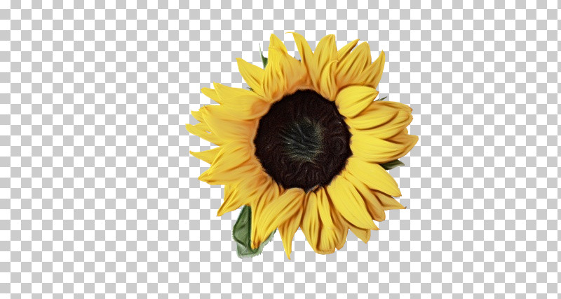 Common Sunflower Royalty-free Archival Image Photo Agency Flower PNG, Clipart, Archival Image, Common Sunflower, Flower, Paint, Royaltyfree Free PNG Download