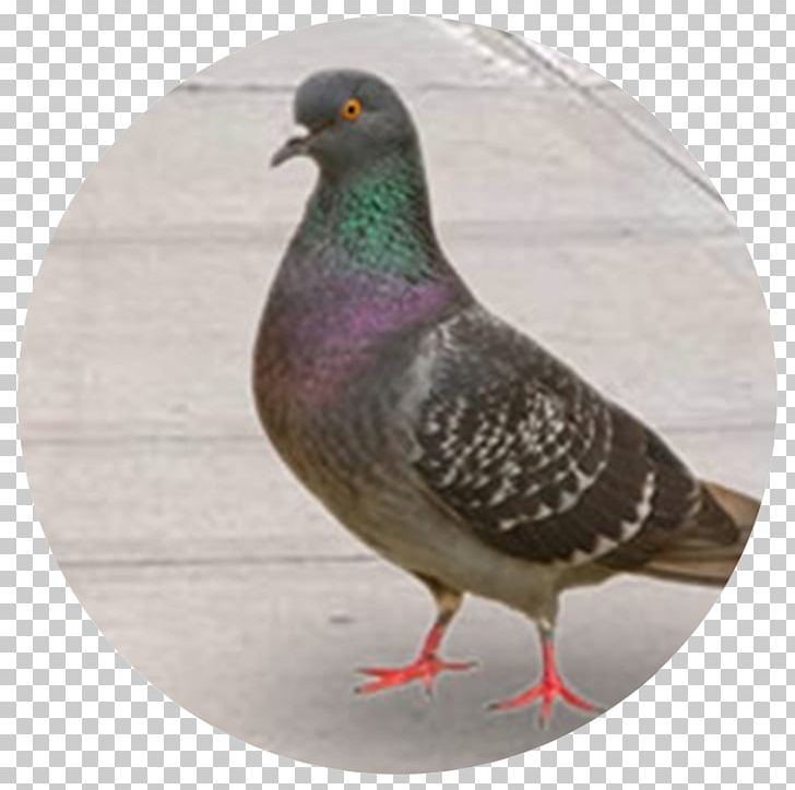Bird Columbidae Domestic Pigeon Pest Control PNG, Clipart, Animals, Beak, Bird, Bird Control Spike, Bird Netting Free PNG Download