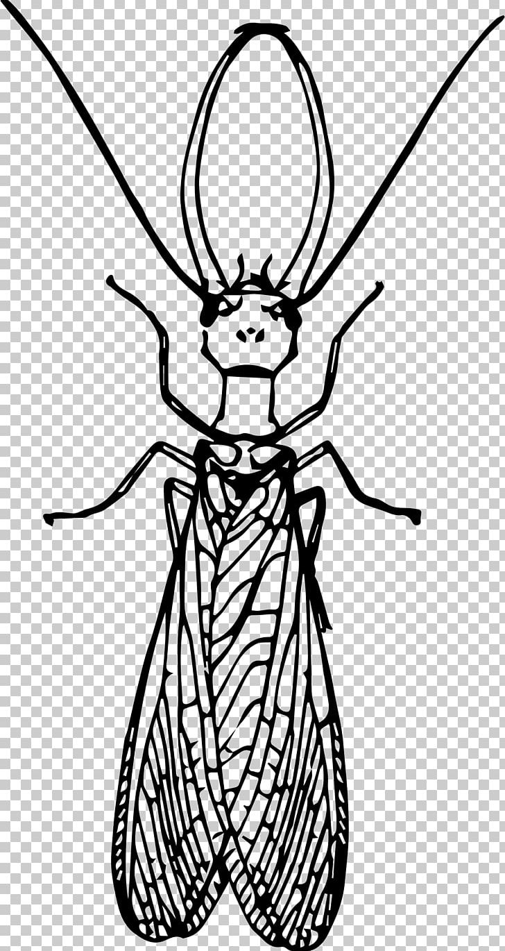 Insect Dobsonflies Drawing PNG, Clipart, Animals, Art, Artwork, Fictional Character, Head Free PNG Download