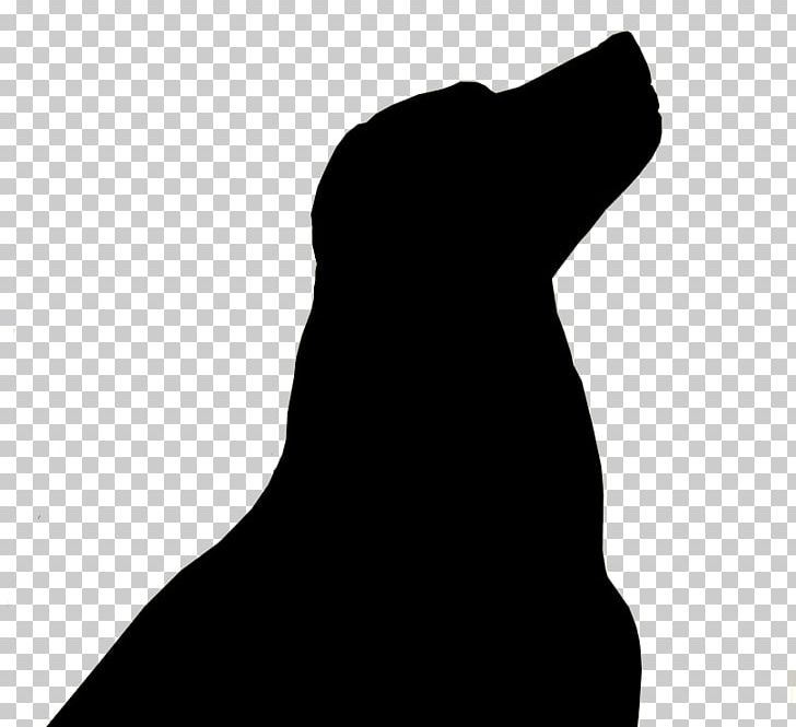 Labrador Retriever Golden Retriever Puppy Bear Creek Labs Kodiak Bear PNG, Clipart, American Kennel Club, Animals, Bear, Black, Black And White Free PNG Download