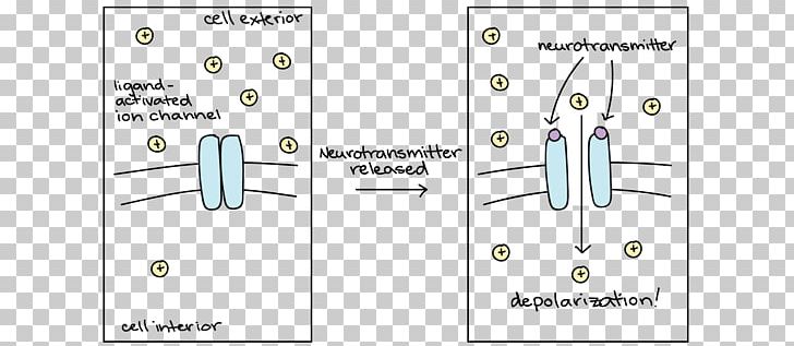 Neurotransmitter Receptor Diagram Excitatory Synapse Hyperpolarization PNG, Clipart, Angle, Brand, Chemical Synapse, Depolarization, Diagram Free PNG Download