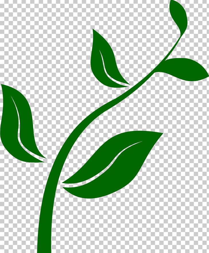 Plant PNG, Clipart, Area, Branch, Clip Art, Download, Drawing Free PNG Download