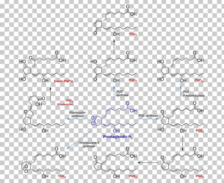 Prostanoid Prostaglandin H2 Thromboxane Arachidonic Acid PNG, Clipart, Acetaminophen, Angle, Arachidonic Acid, Area, Auto Part Free PNG Download