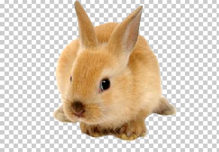 Rabbit PNG, Clipart, Animallover, Animals, Awesome, Catlover, Clip Art Free PNG Download