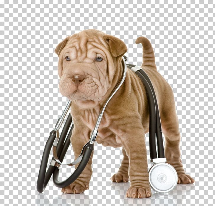 Shar Pei Puppy Veterinarian Pet Stethoscope PNG, Clipart, American Kennel Club, Animals, Carnivoran, Companion Dog, Dog Breed Free PNG Download