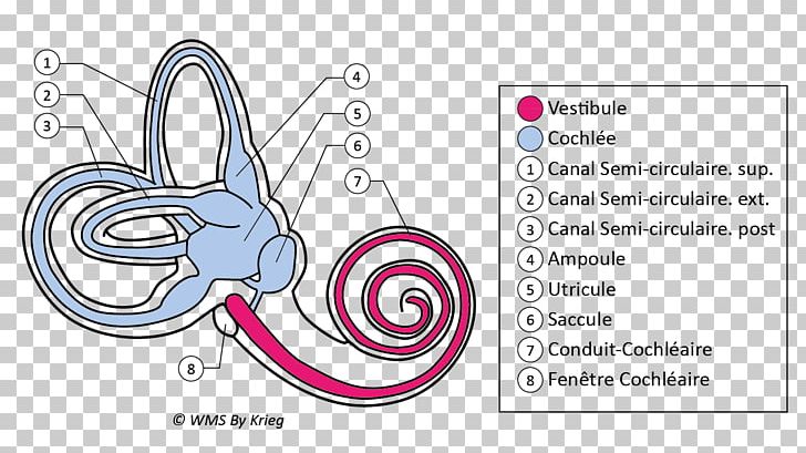 Vestibule Of The Ear Labyrinthe Membraneux Anatomy PNG, Clipart, Anatomy, Area, Body Jewelry, Brand, Circle Free PNG Download