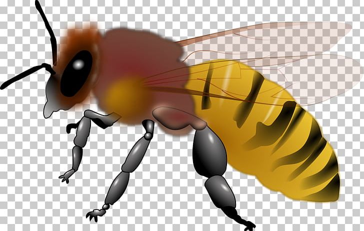 Honey Bee Maya PNG, Clipart, Arthropod, Bee, Bee Free Honee, Beehive, Bees Free PNG Download