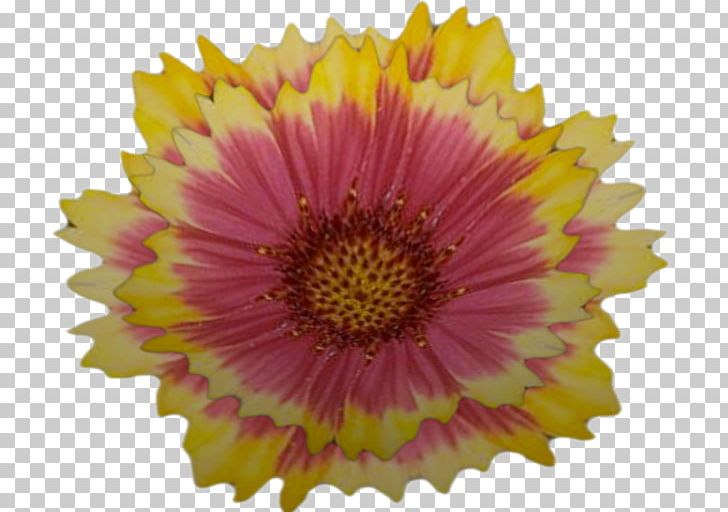Transvaal Daisy Chrysanthemum Close-up PNG, Clipart, Accessoires, Annual Plant, Aster, Chrysanthemum, Chrysanths Free PNG Download
