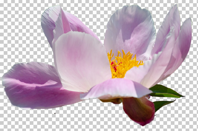 Flower Petal Crocus M Lilac M Crocus PNG, Clipart, Biology, Crocus, Crocus M, Flower, Lilac M Free PNG Download