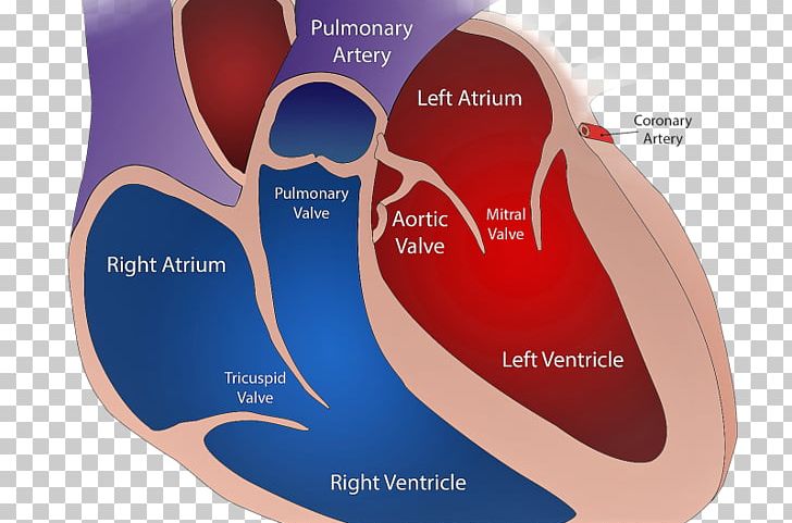 Bicuspid Aortic Valve Heart Valve Disease Cardiovascular Disease Mitral Valve PNG, Clipart, Aortic Valve, Atrial Fibrillation, Bicuspid Aortic Valve, Brand, Cardiology Free PNG Download