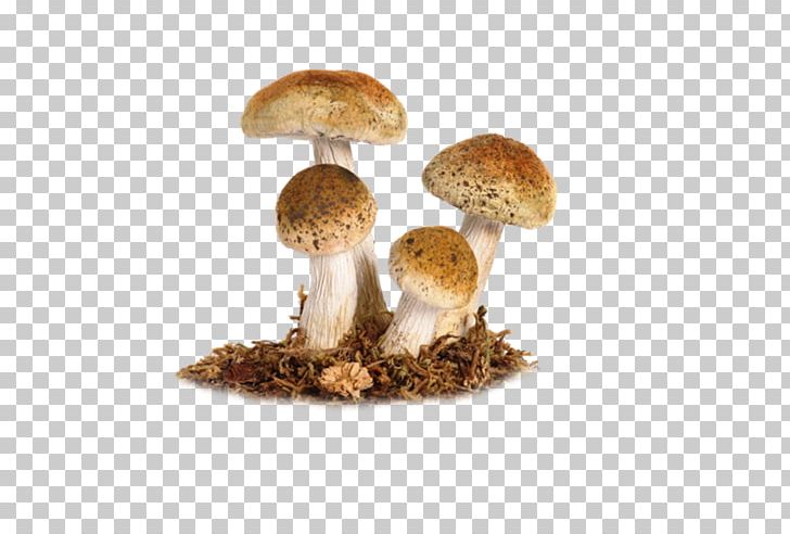 Edible Mushroom Fungus Amanita Muscaria Death Cap PNG, Clipart, Agaric, Amanita, Amanita Muscaria, Death Cap, Edible Mushroom Free PNG Download