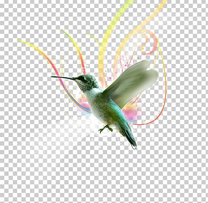 Hummingbird Almas Del Silencio Violetear PNG, Clipart, Art, Beak, Bird, Colibri, Delgado Free PNG Download