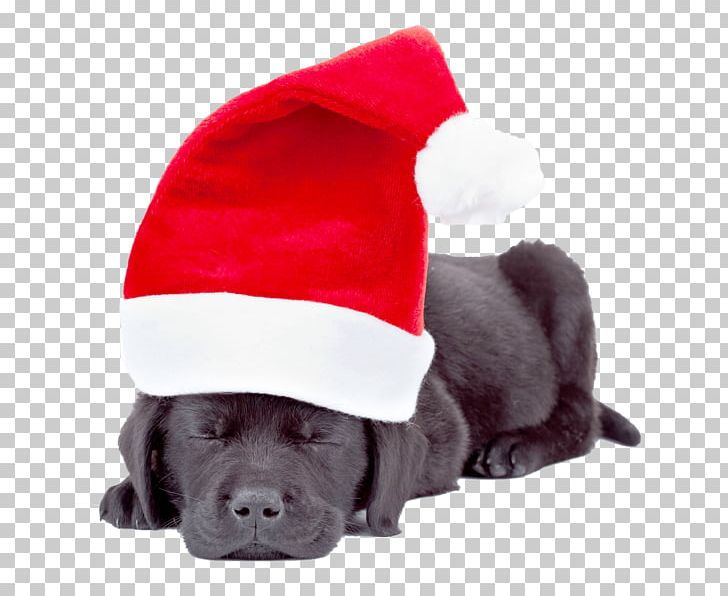 Labrador Retriever Puppy Yorkshire Terrier Santa Claus Golden Retriever PNG, Clipart, Animals, Carnivoran, Christmas Card, Companion Dog, Cuteness Free PNG Download