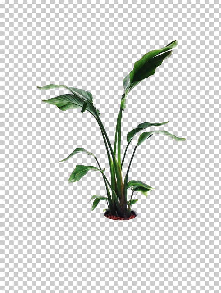 Leaf Flowerpot Plant Stem PNG, Clipart, Aquarium Decor, Flower, Flowerpot, Grass, Leaf Free PNG Download