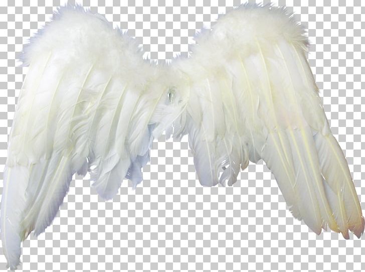 Photography PNG, Clipart, Angel, Angelito, Computer Icons, Desktop Wallpaper, Feather Free PNG Download