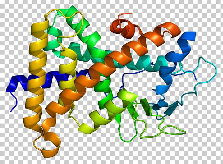 Pregnane X Receptor Nuclear Receptor Estrogen Receptor Retinoid X Receptor PNG, Clipart, 1 I, Biology, Cell, Estrogen Receptor, Estrogen Receptor Beta Free PNG Download