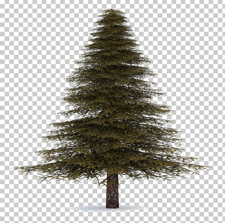 Spruce Christmas Ornament Fir Pine Christmas Tree PNG, Clipart, Baby, Backgrounds, Balsam Fir, Beautiful, Chr Free PNG Download