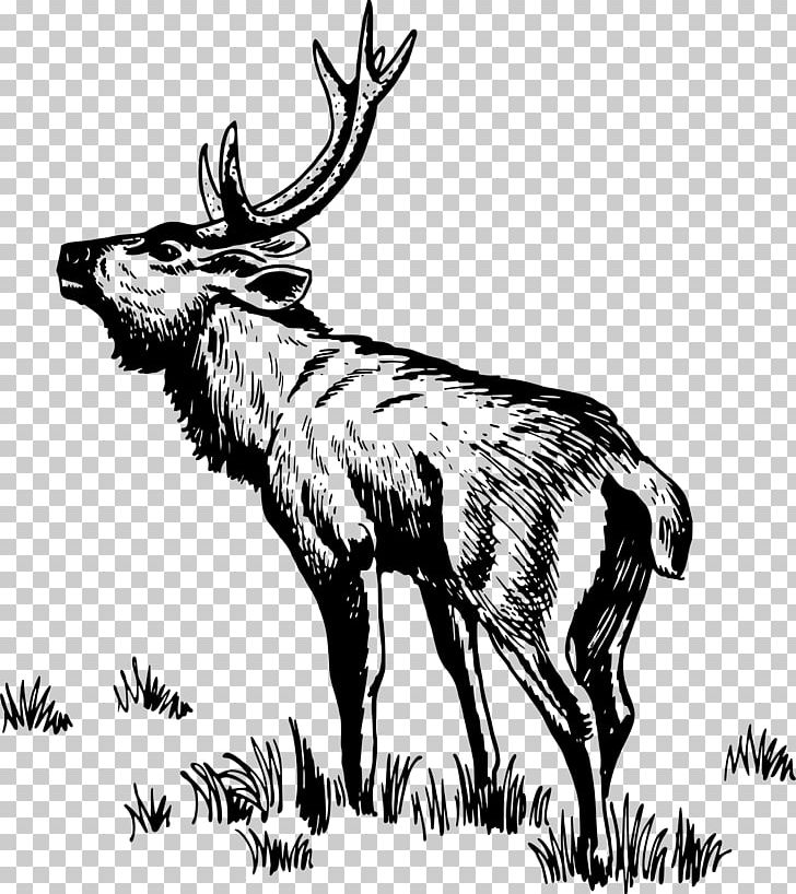 Deer Drawing PNG, Clipart, Animals, Antelope, Antler, Art, Black And White Free PNG Download