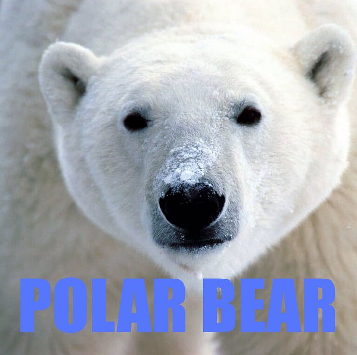 Svalbard Baby Polar Bear Arctic PNG, Clipart, 4k Resolution, Animals, Arctic, Campsite, Carnivoran Free PNG Download