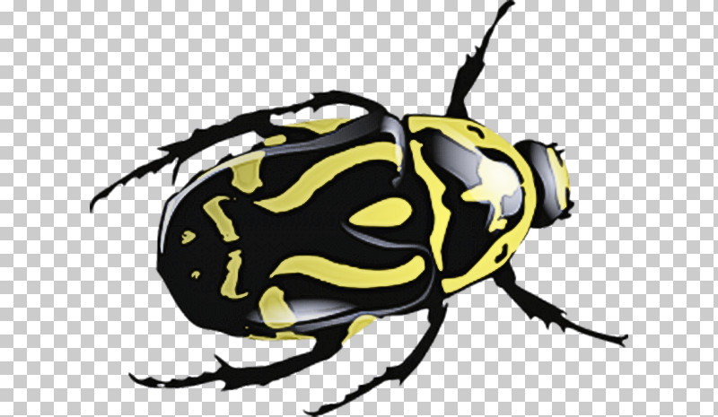 Insect Beetle Pest Cetoniidae Blister Beetles PNG, Clipart, Beetle, Blister Beetles, Cetoniidae, Insect, Pest Free PNG Download
