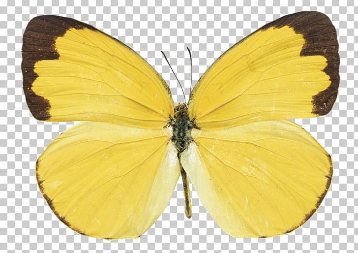 Butterfly Yellow Photography Orange-barred Sulphur PNG, Clipart, Arthropod, Brush Footed Butterfly, Butterflies And Moths, Butterfly, Colias Free PNG Download