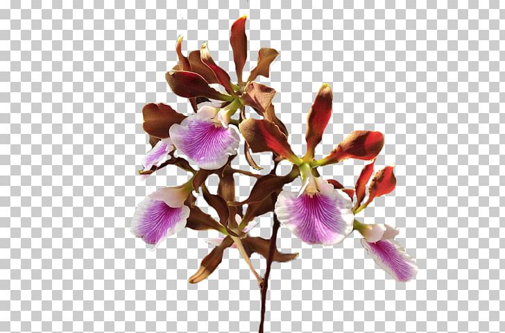 Cut Flowers Petal Flowering Plant PNG, Clipart, Blossom, Branch, Cut Flowers, Encyclia Fragans, Flower Free PNG Download